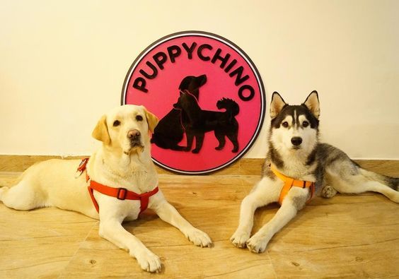 Puupychino Café