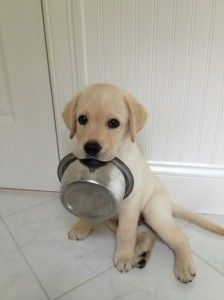 Cute hungry dog