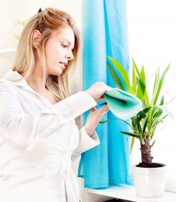 Lady cleaning the house plant