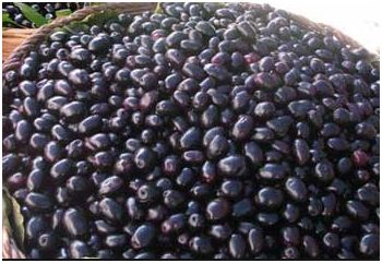 Jamun