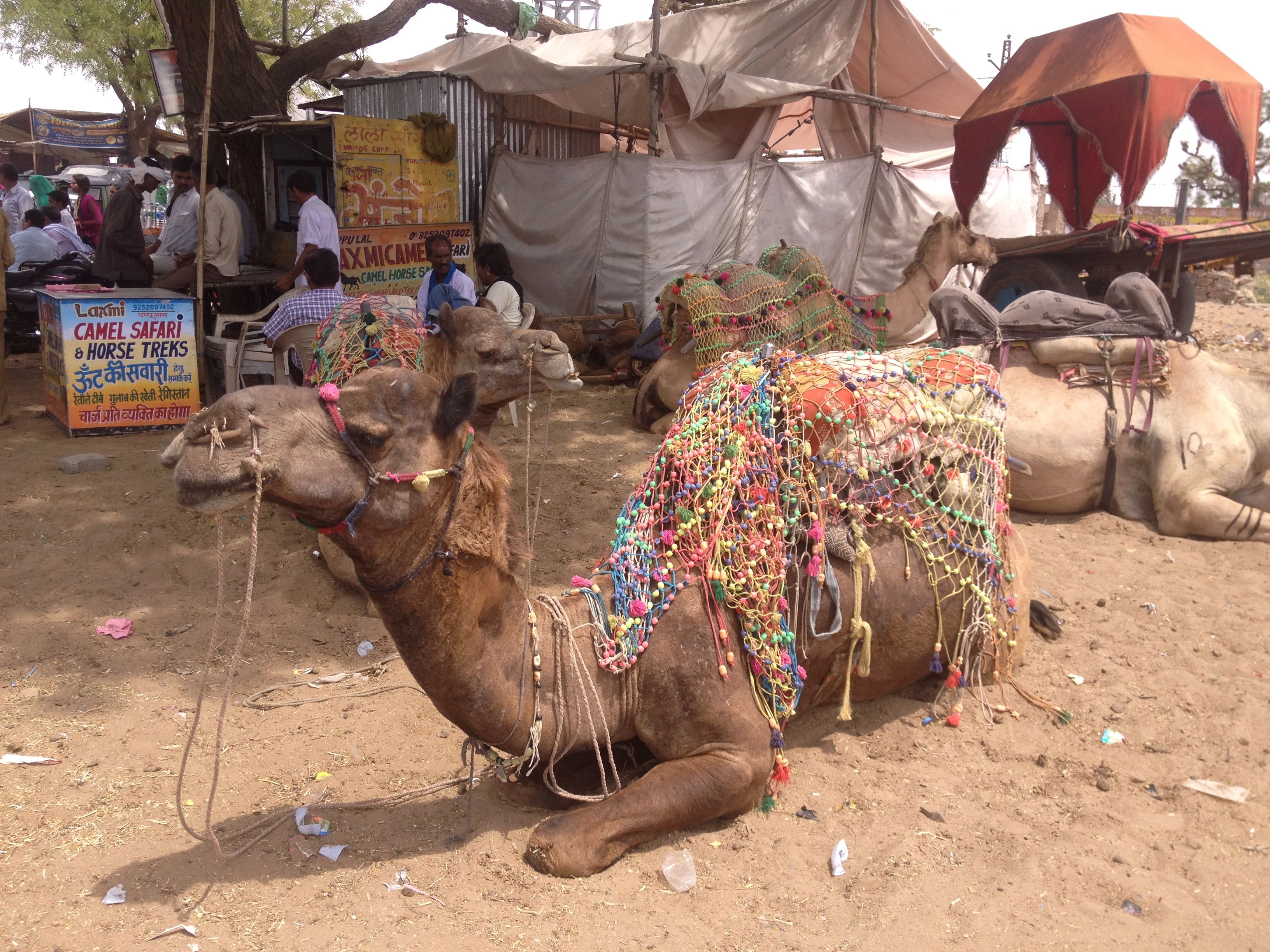 Camel rides in Pushkar