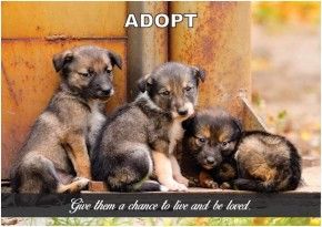 Adopt a dog