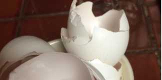 Eggshells