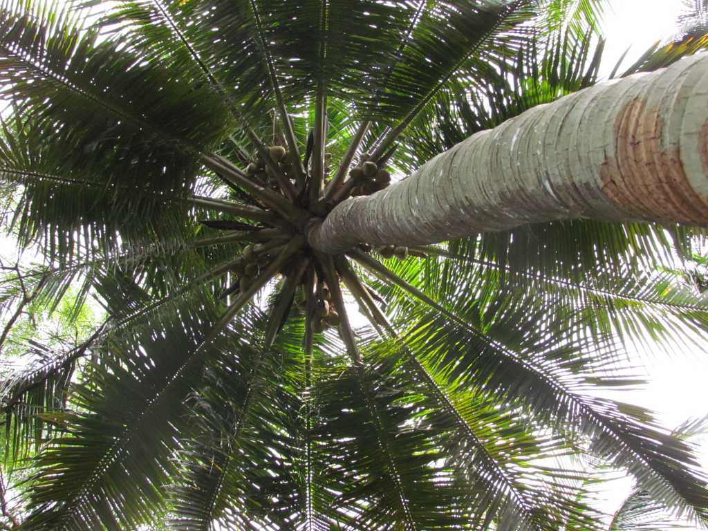 Coconut trees