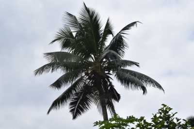 Coconut Tree