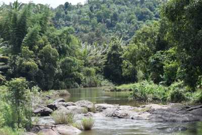 The greenery around