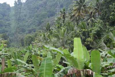 Coconut and Banana tress on the way