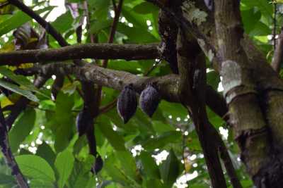 Cacao Tree at Spice garden