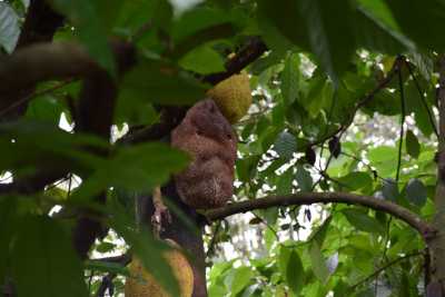 Jackfruit Tree at Spice garden