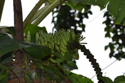 Banana tree