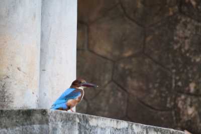 Kingfisher bird