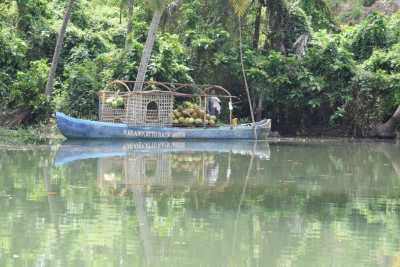 Coconut seller admist the backwaters