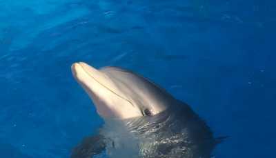 The cute dolphin at dolphin habitat