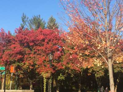 The beautiful fall leaves 