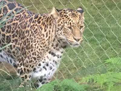 Leopard at Siegfried & Roy's Secret Garden and Dolphin Habitat