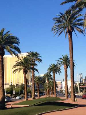 Tress on the strip