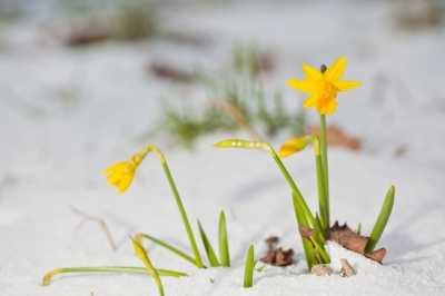 The bloom in march