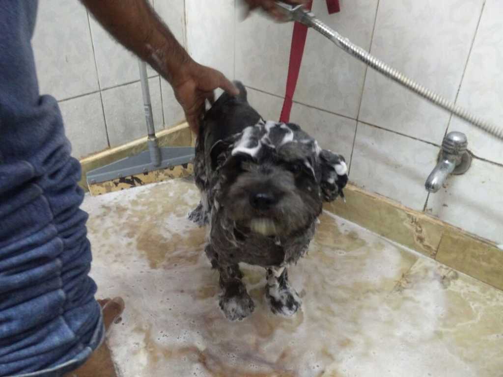 Taking a bath with Whatspup spa