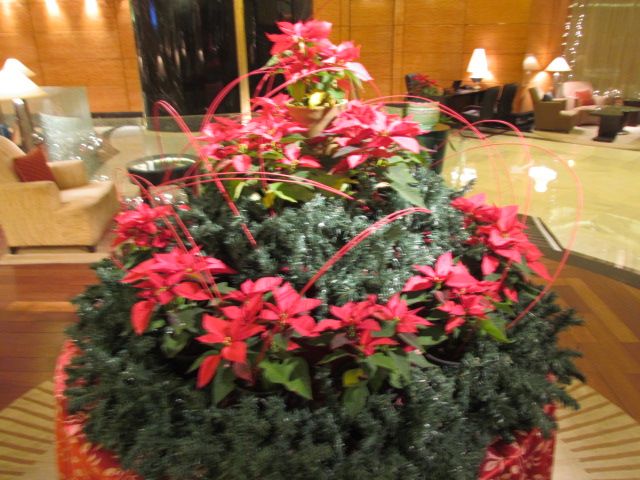 Pretty poinsettia at Radisson Blu Plaza