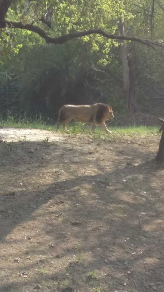The lions at Delhi Zoo