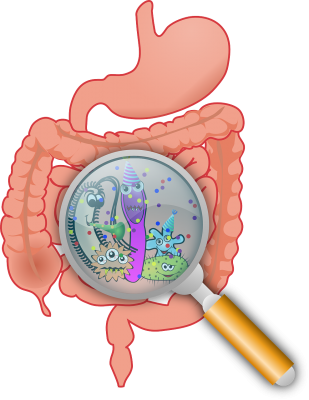 Intestine/pixabay 