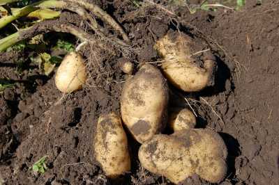 Root Potato