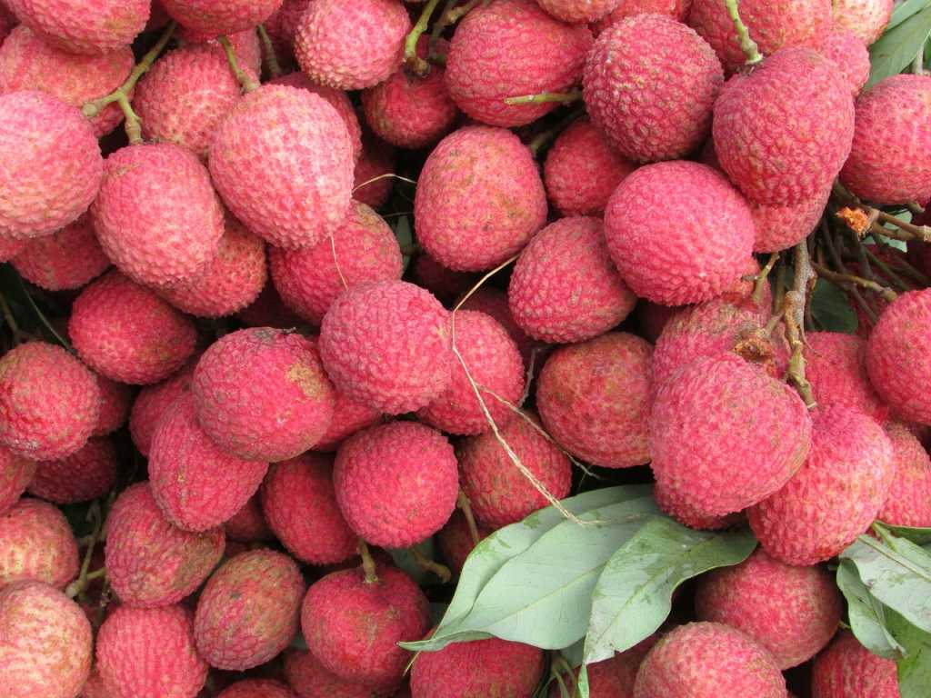 Lychee