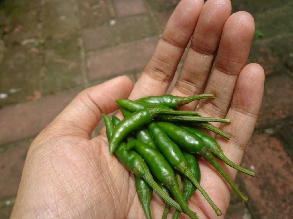 Green chili