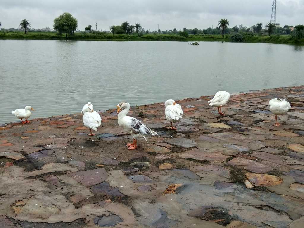 The pond at Westin, Sohna with ducks