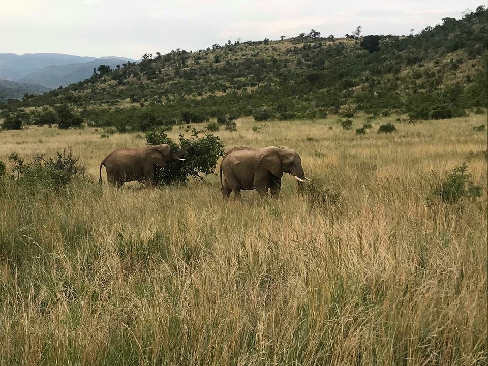 Pilanesberg National Park 