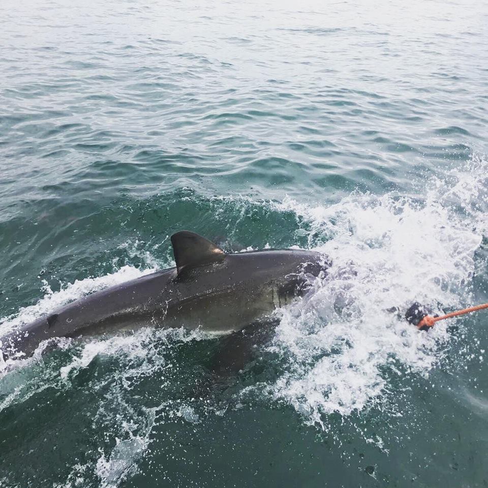 Sharks at Mossel Bay