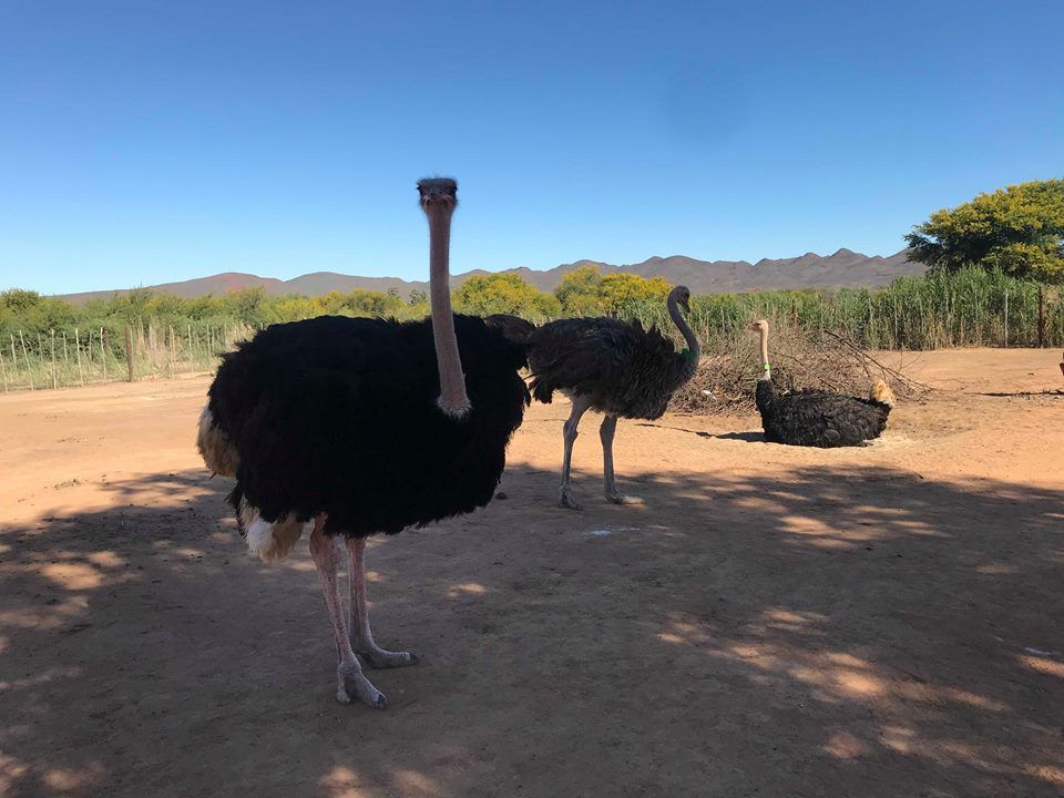 Safari Ostrich Farm