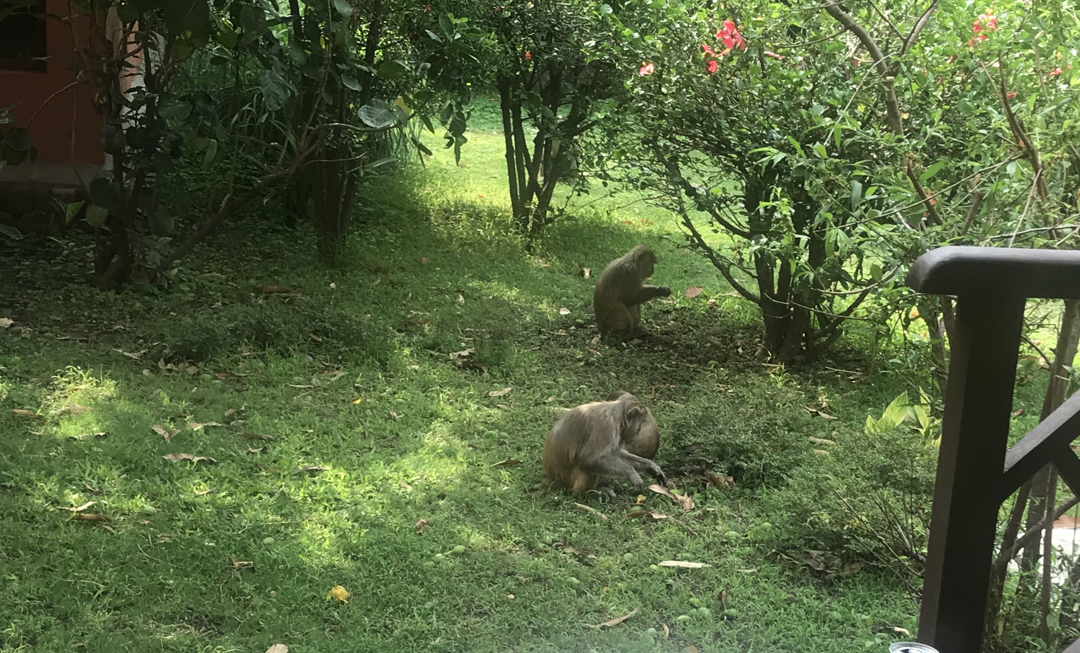 Monkeys outside the room