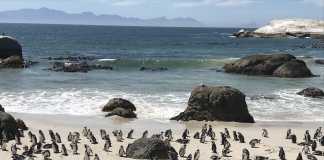 Boulder Beach