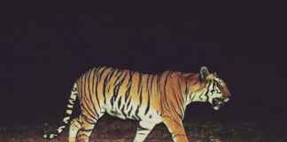 Tv stars appeal not to Kill tigress Avni