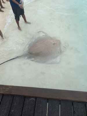 Stingrays in Maldives 