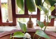 Worshipping Lord Shiva At Home? Know These Sacred Rules About The Shivlinga